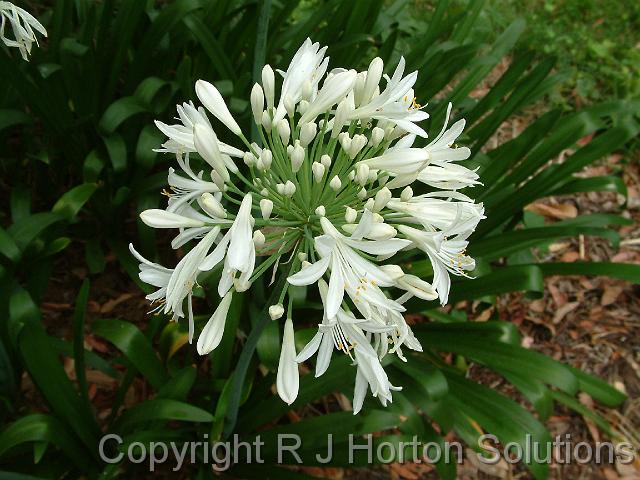 Agapanthus White